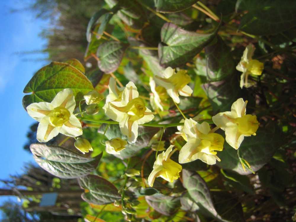 Epimedium versicolor 'Sulphureum' (Mehrfarbige Elfenblume)